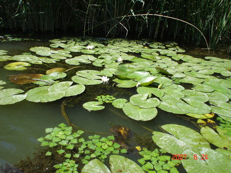 Tisza tó 2