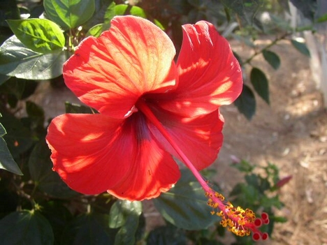 hibiskus