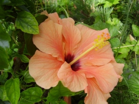 hibiszkuszok