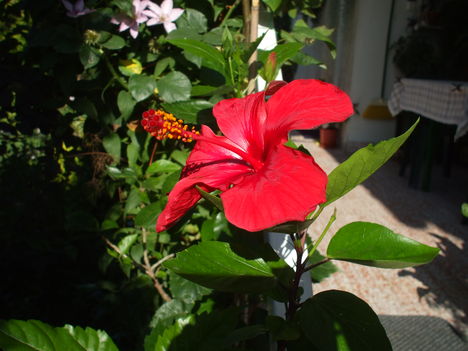 hibiszkusz