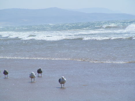 Essaouira 13