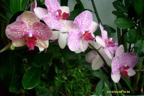 orchidea 1,a