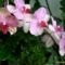 orchidea 1,a