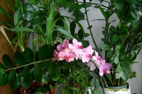 orchidea 1,b