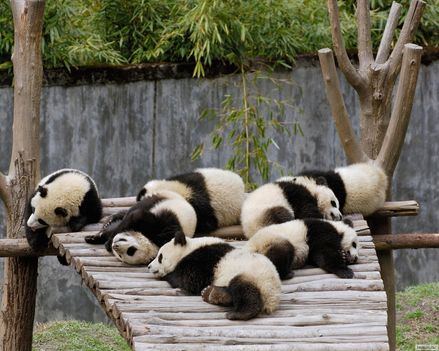 Pandák