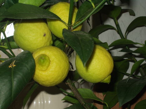 A legkisebb citromfám