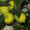 A legkisebb citromfám