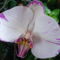 Aphrodité Orchidea másik virágja világosabb