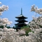 Cherry_Blossoms,_Ninna-Ji_Temple_Grounds,_Kyoto,_Japan