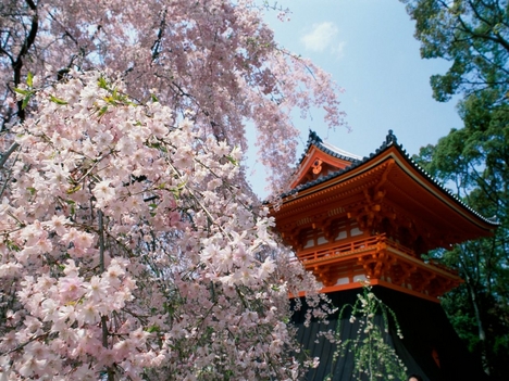 Cherry_Blossoms,_Ninnaji_Temple,_Kyoto,_Japan