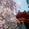 Cherry_Blossoms,_Ninnaji_Temple,_Kyoto,_Japan