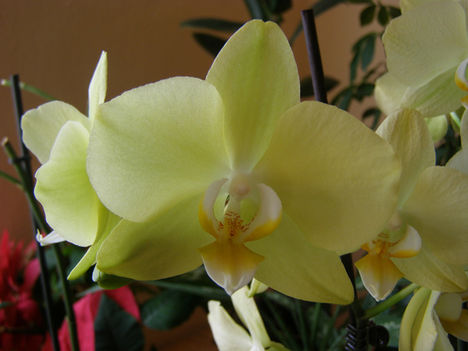 Lepke Orchidea másodjára virágzik