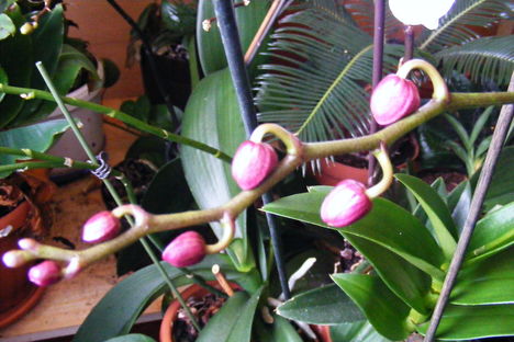 Lepke Orchidea nemsokára másodjára virágzik