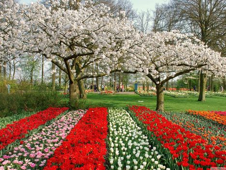 Keukenhof, Hollandia[1]