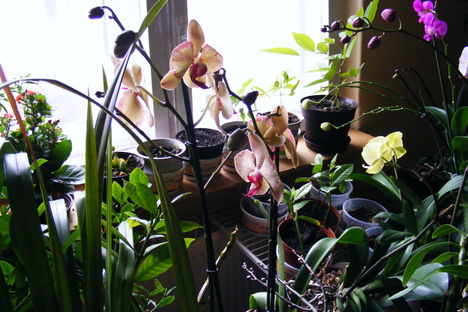 Orchideák /amelyek még bibósak/