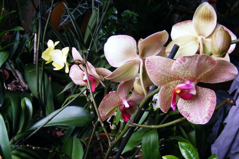 Phalaneopsis Orchidea