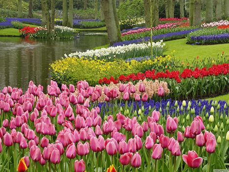 Keukenhof, Hollandia