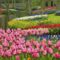 Keukenhof, Hollandia