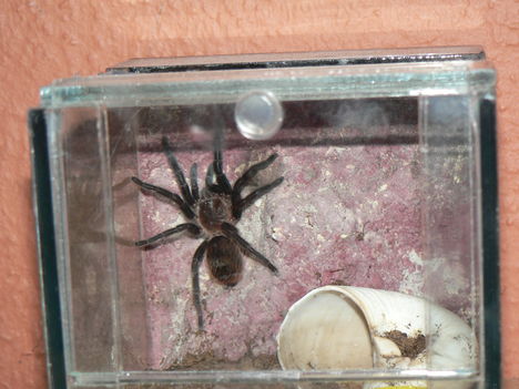 B. vagans 1