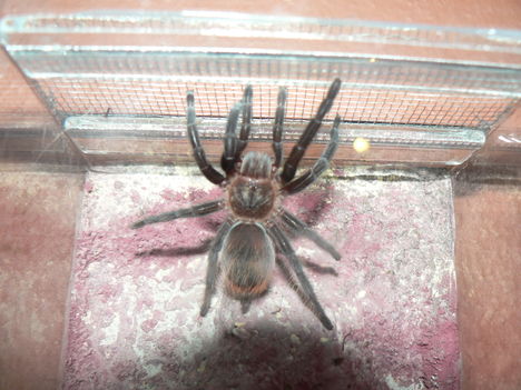 B. vagans 3