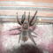 B. vagans 3