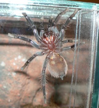 B. vagans 4