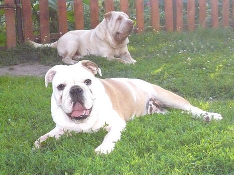 Bosco & Queenie