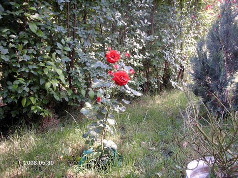 IMAG0152 Csodasövény rózsával