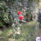 IMAG0152 Csodasövény rózsával