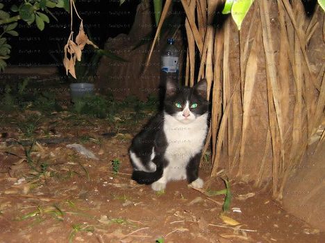 Kispapa