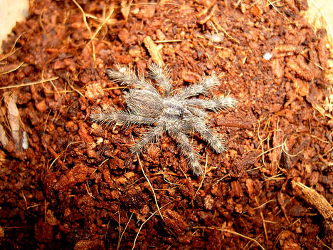 P.pederseni