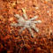P.pederseni