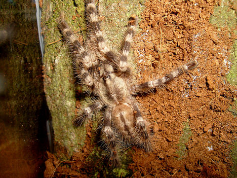 P.tigrinawesseli