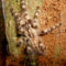 P.tigrinawesseli