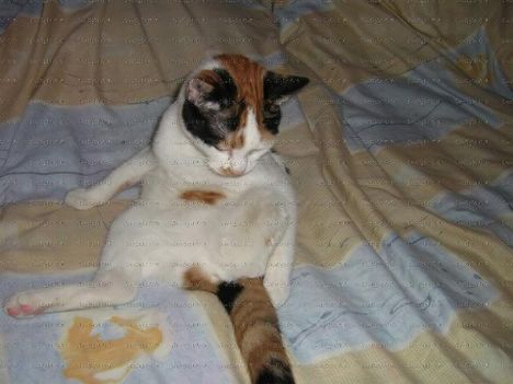 Skipper,a_harom_labu