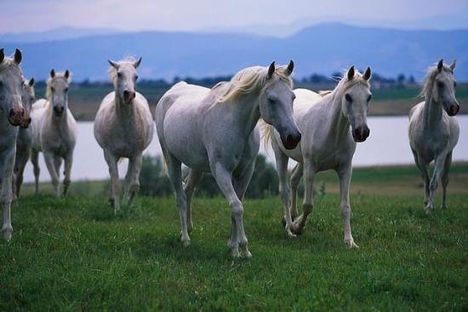 szép lovak 11