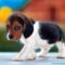 beagle-puppy