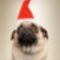 christmas-dog-pug-santa-hat