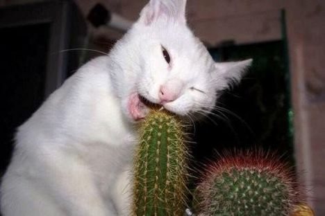 funny-cat-eating-cactus