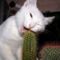 funny-cat-eating-cactus