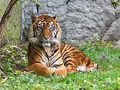 tigris_sumatran