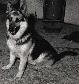 ALI