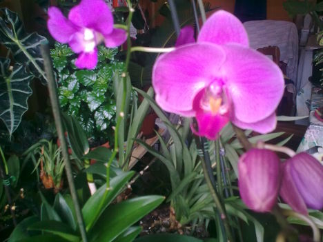 lepke_orchidea