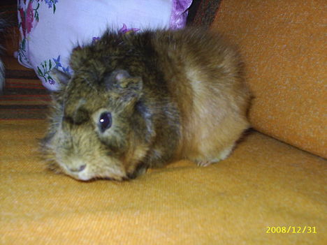 PIC_0010 (2)