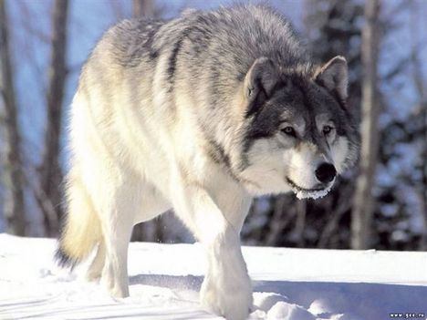WOLF1