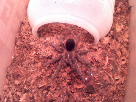 grammostola pulchra