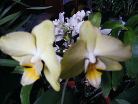 lepke__dendrobium_orchidea