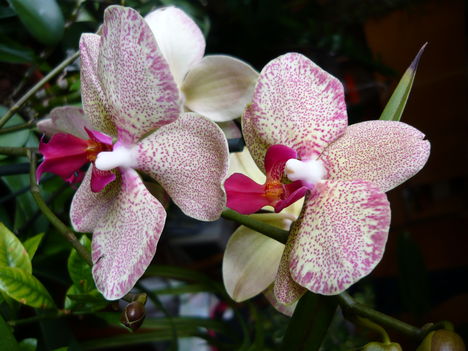 Lepke Orchidea