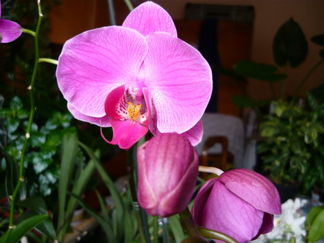 Lepke Orchidea