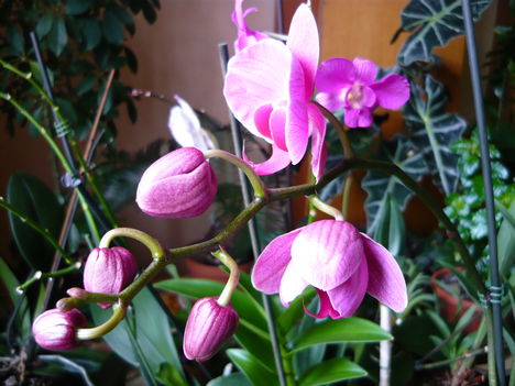 lepke_orchidea